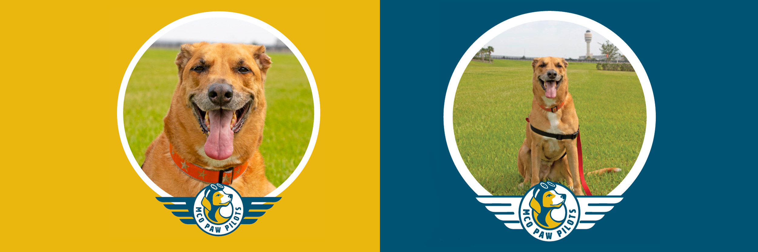 MCO Paw Pilots active dog SOLLY.