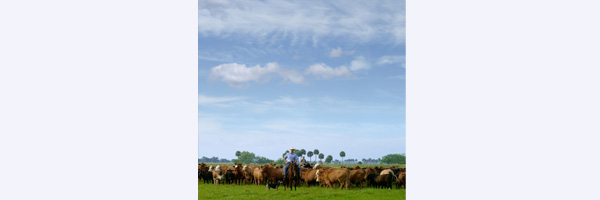 RANCH LAND
Location: Deseret Ranch