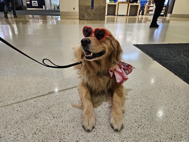 MCO Paw Pilots 2024 dog VICTOR sitting on the floor inside a MCO terminal wearing red hart glasses.
