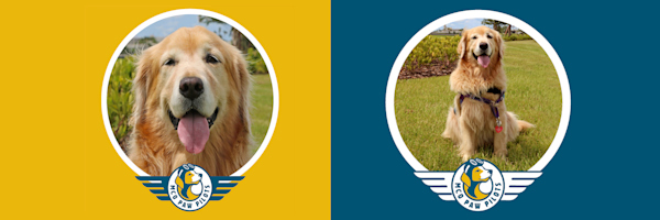 MCO Paw Pilots retired dog ANNABEL.