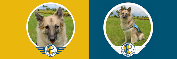 Paw-Pilots-TORI-two-photos-side-by-side