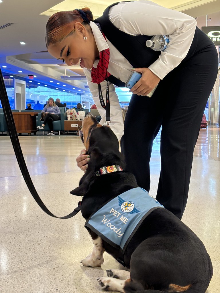 MCO Paw Pilots 2024 dog WOODY  sitting on the floor in a Terminal at MCO being petted by a MCO employee.