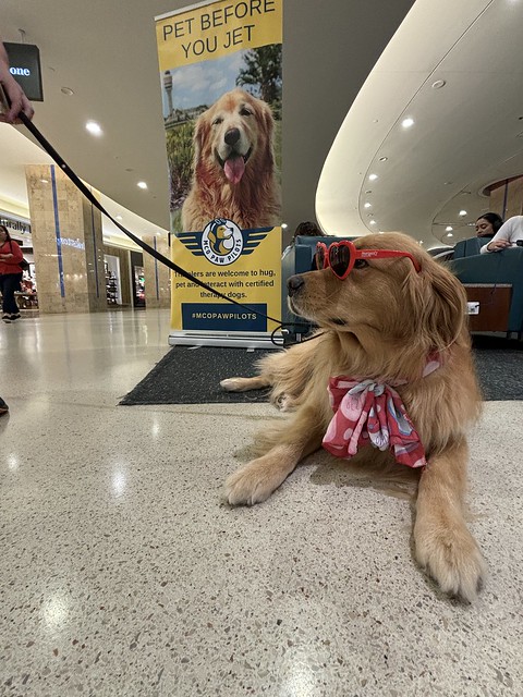 MCO Paw Pilots 2024 dog VICTOR sitting on the floor wearing red sunglasses.