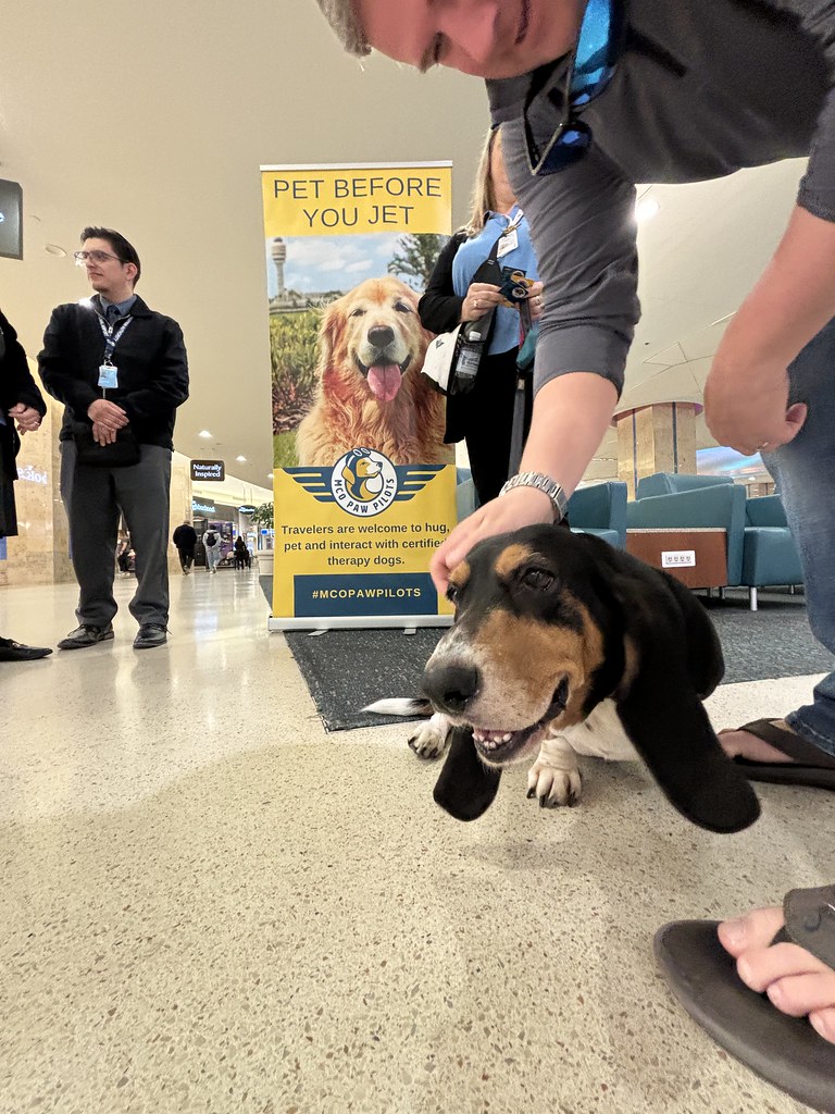 MCO Paw Pilots 2024 dog WOODY  sitting on the floor in front of a MCO Paw Pilots poster.  A man is saying hi to Woody.