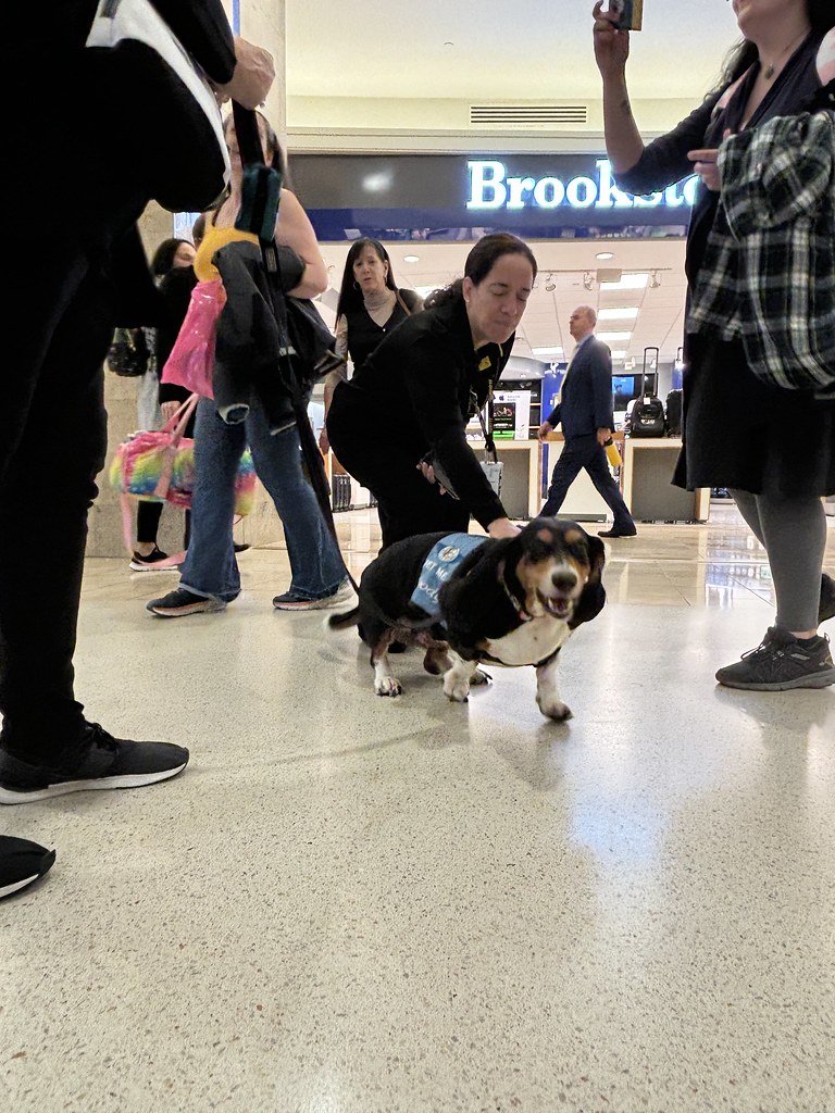 MCO Paw Pilots 2024 dog WOODY  is walking down the hall in a terminal making friends along the way.