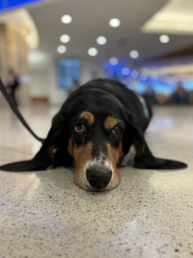 MCO Paw Pilots 2024 dog WOODY sitting on the floor inside a MCO terminal.