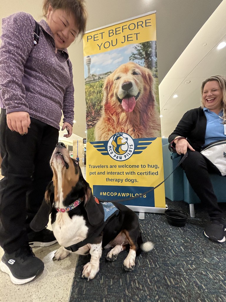 MCO Paw Pilots 2024 dog WOODY  sitting on the floor in front of a MCO Paw Pilots poster. A woman in a purple sweater looks down at WOODY.