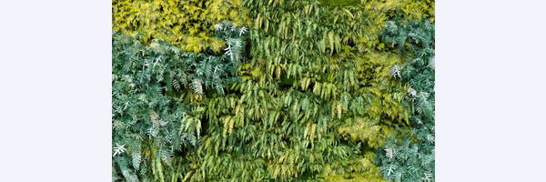 Fern