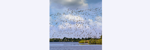WINGED GATHERING
Location: Merritt Island National Wildlife Refuge
Species: Common Tern