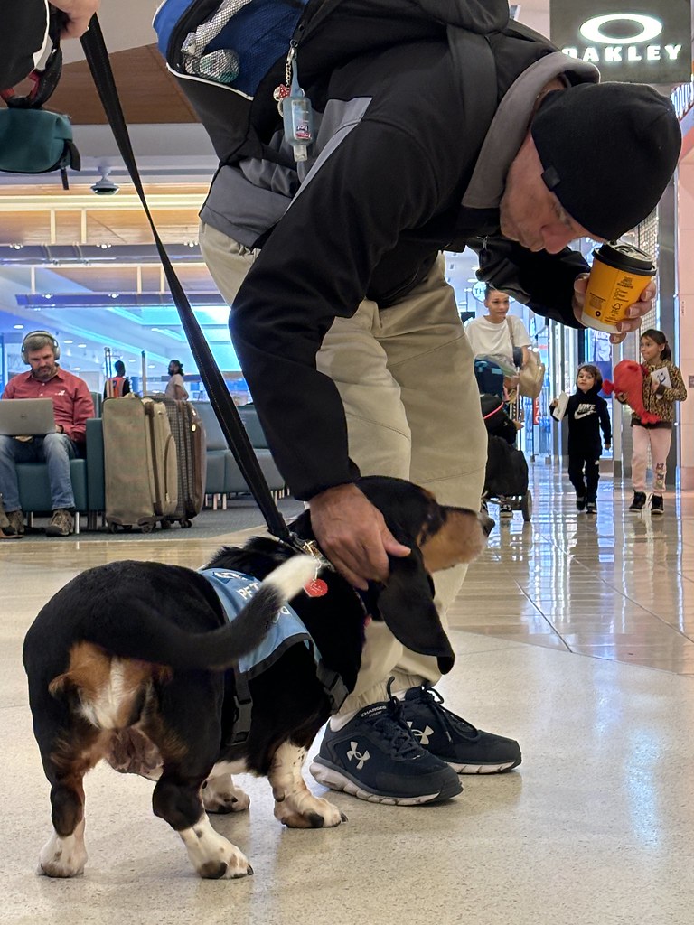 MCO Paw Pilots 2024 dog WOODY  walking on the floor in Terminal at MCO being petted by a middle aged person.