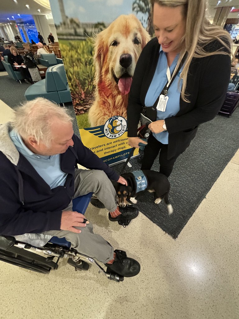MCO Paw Pilots 2024 dog WOODY  sitting on the floor in front of a MCO Paw Pilots poster. A man in a wheelchair pets Woody.