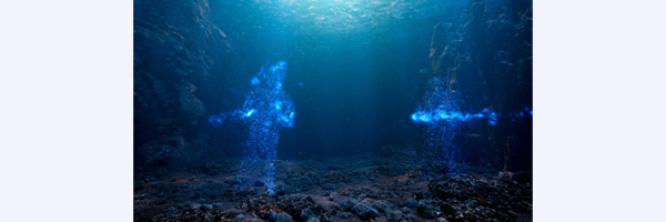 BIOLUMINESCENCE