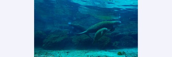 Manatees