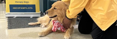 A paw pilots dog sits on a floor in the terminal wearing a red bow.