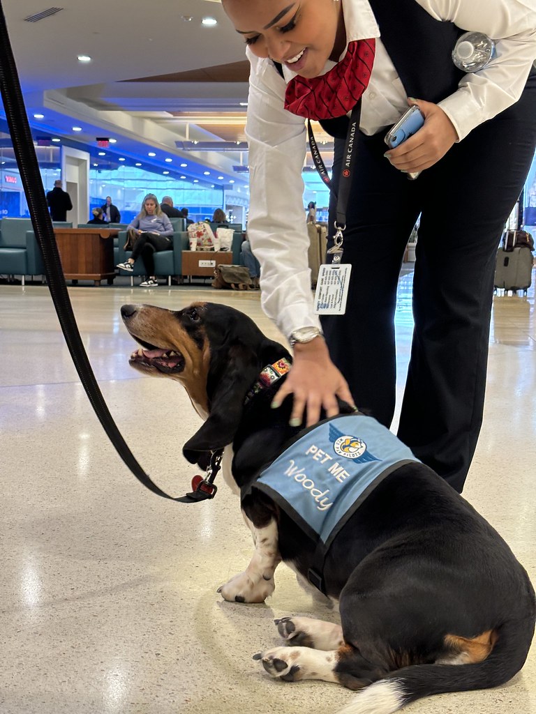 MCO Paw Pilots 2024 dog WOODY  sitting on the floor in a Terminal at MCO being petted by a MCO employee.