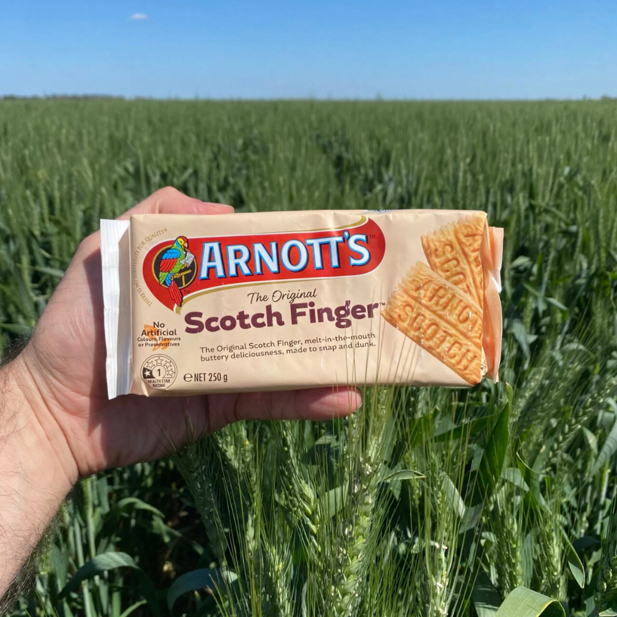 Soft Wheat Breeding Program