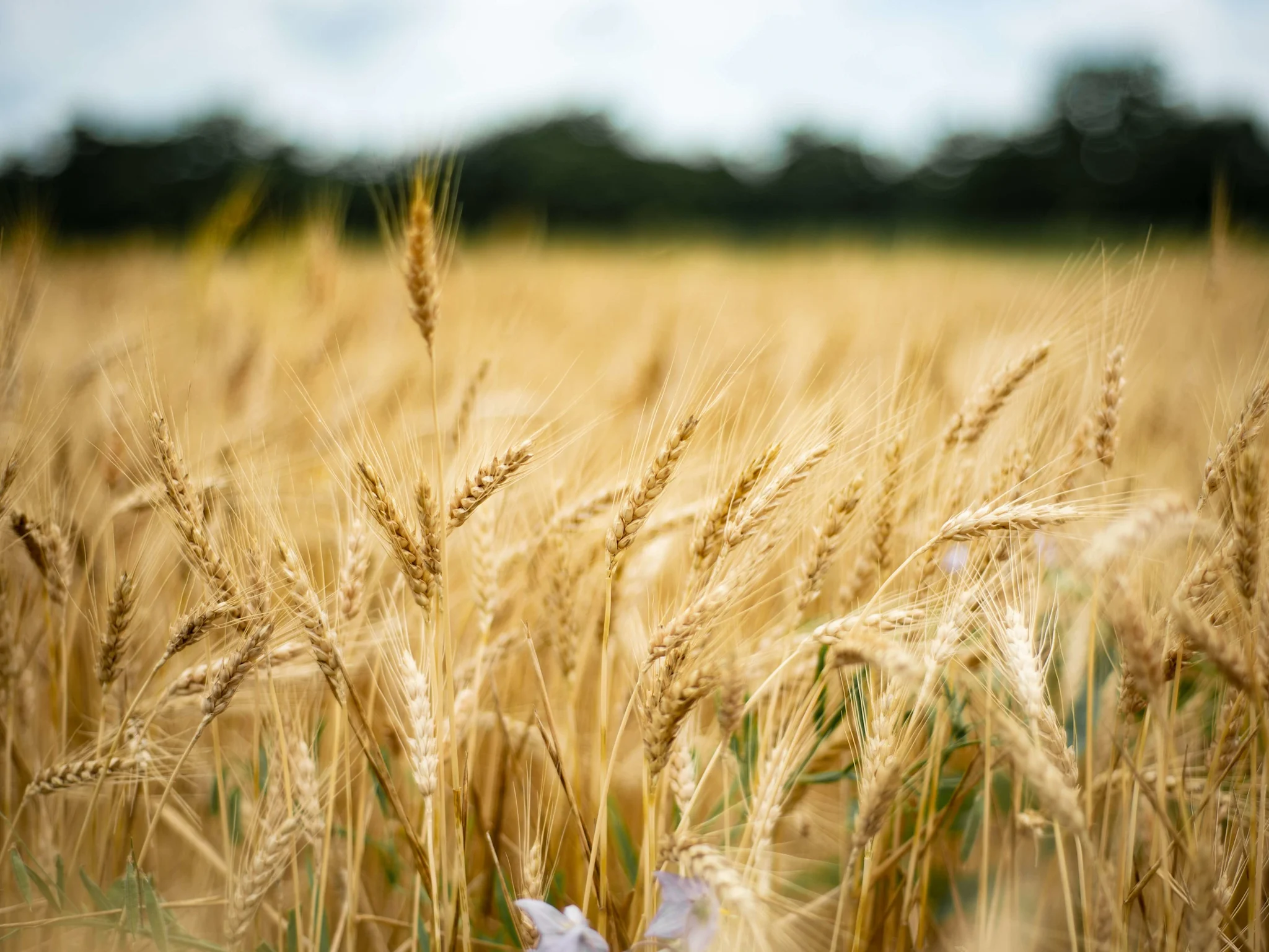 Hero Image Recipe Article - Working in Partnership