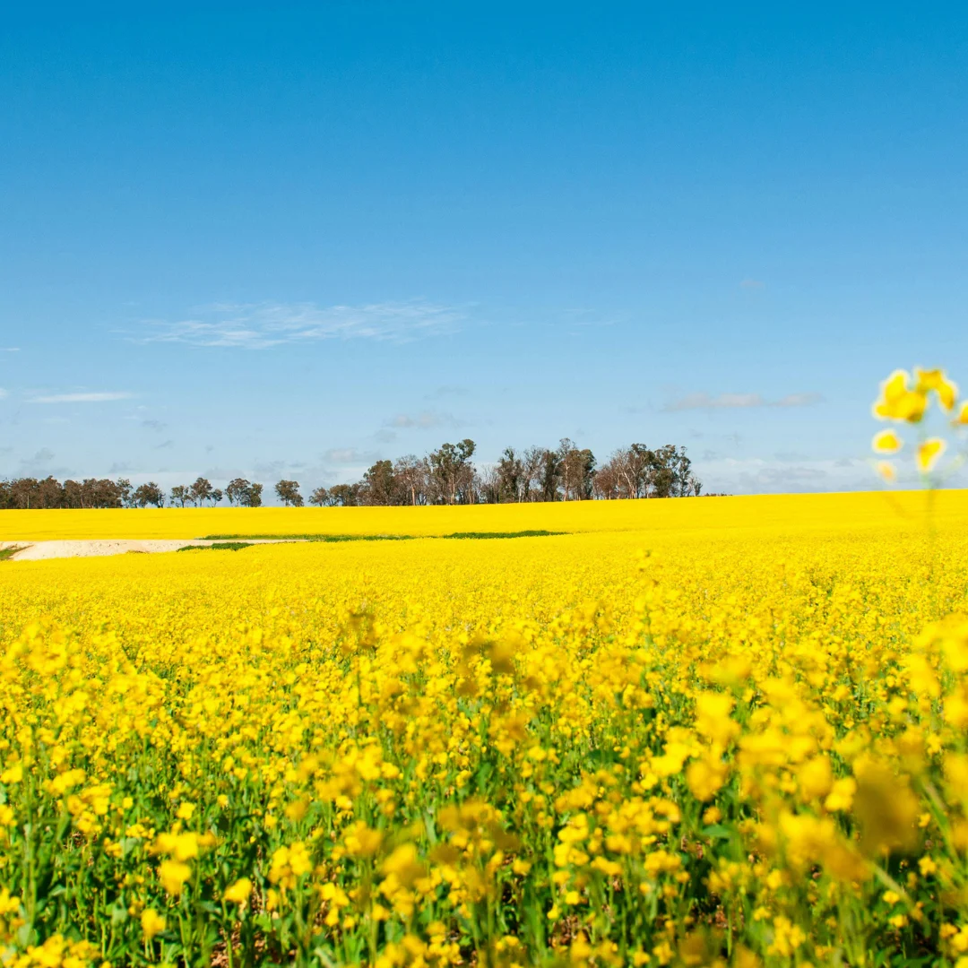 Cargill SustainConne﻿ct®