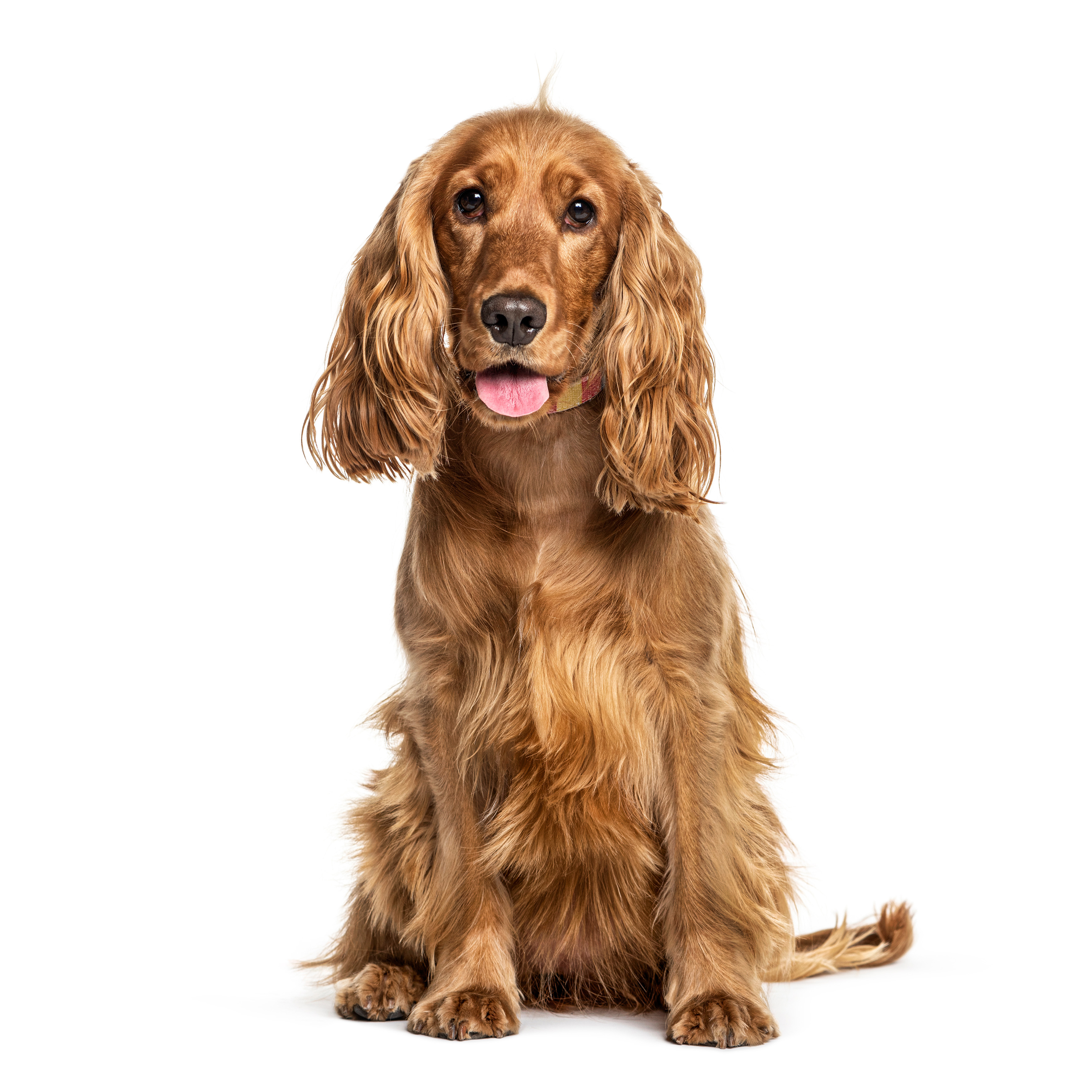 Shops lemon roan english cocker spaniel