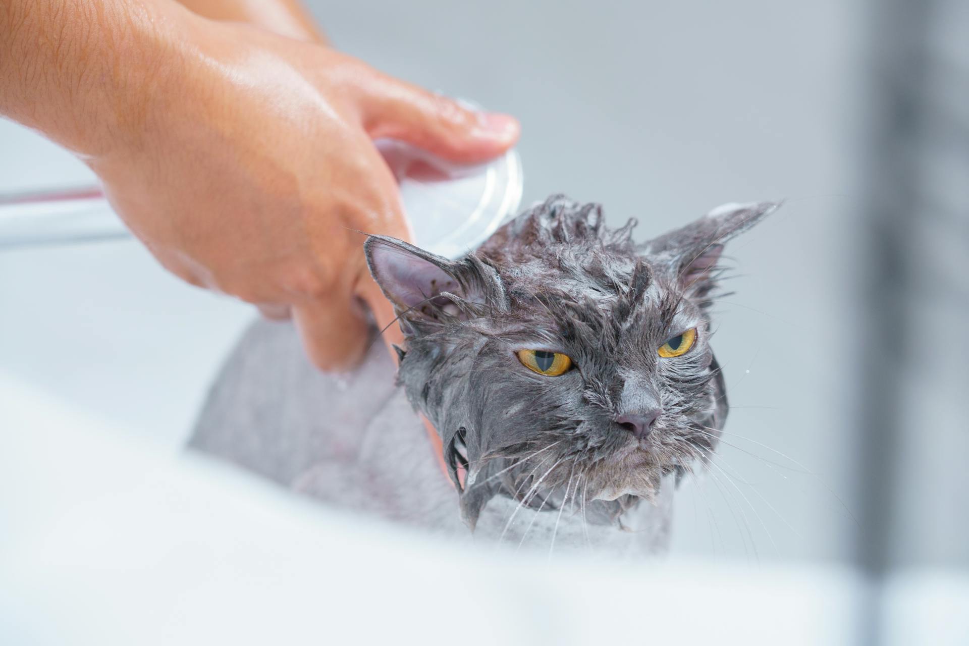 How Much Does It Cost To Groom A Cat