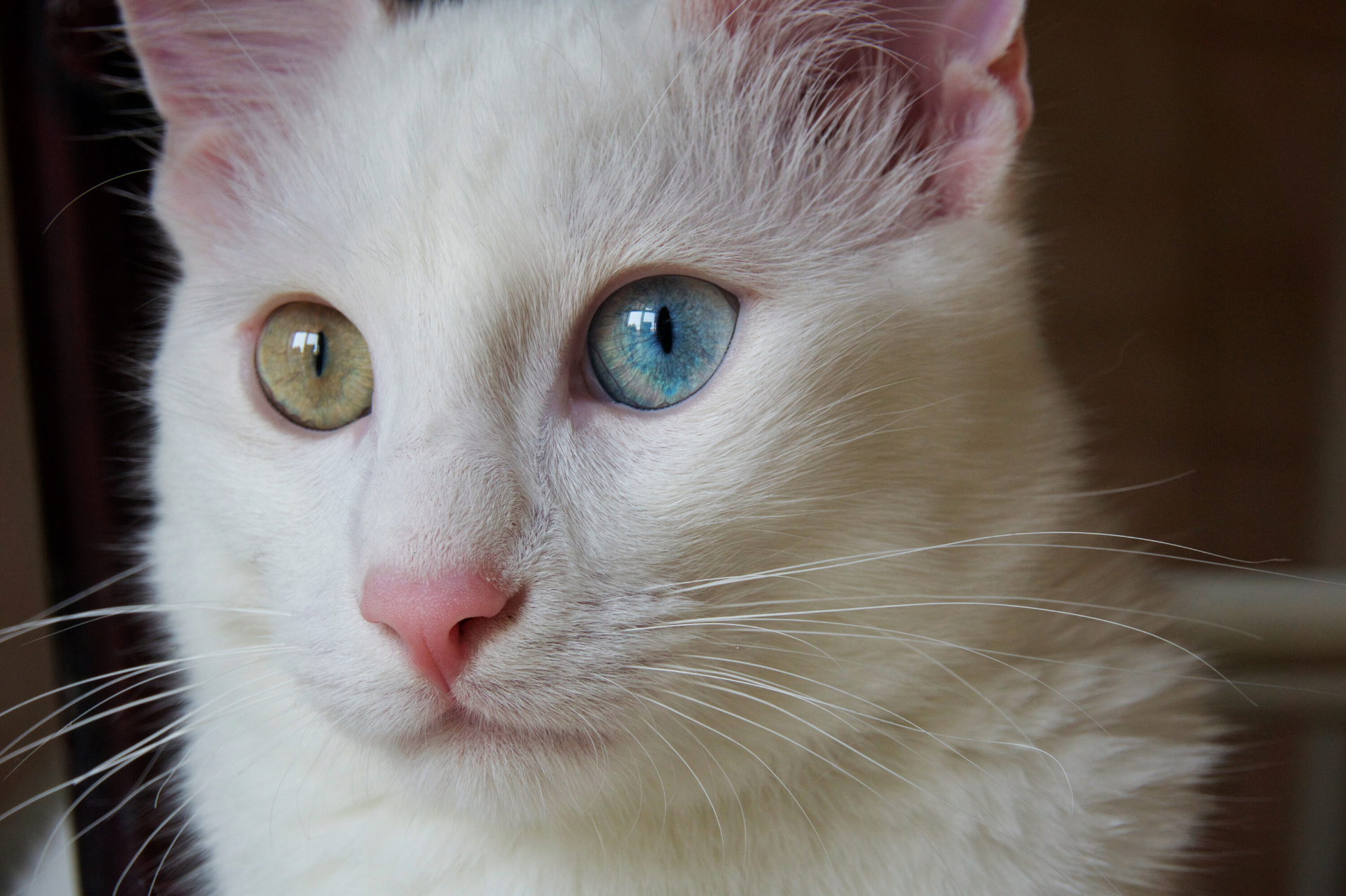 The Turkish Angora - Silky and Serene | BASEPAWS