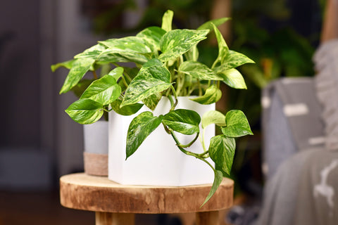 Are Snake Plants Toxic to Cats?