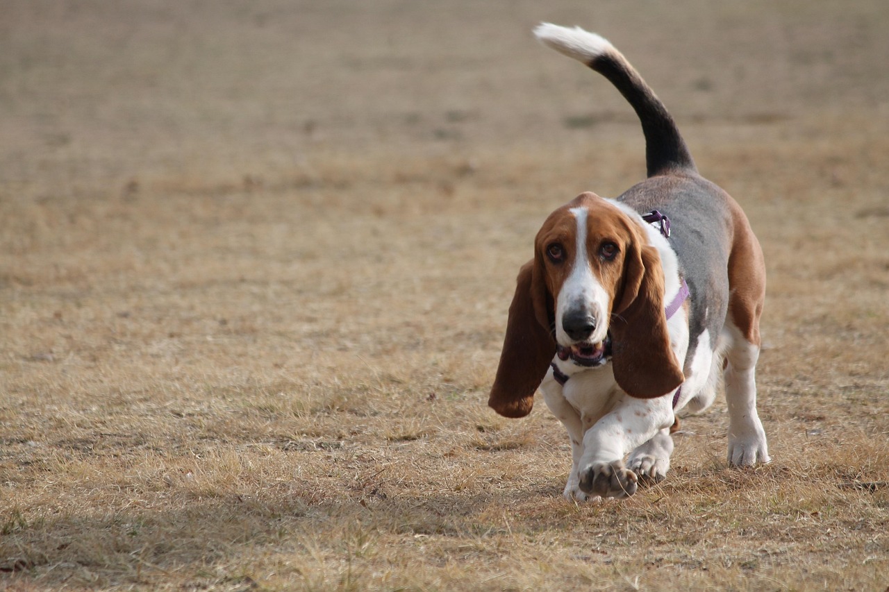 Diversity of Hound Dog Breeds: Traits, Types, and Companionship