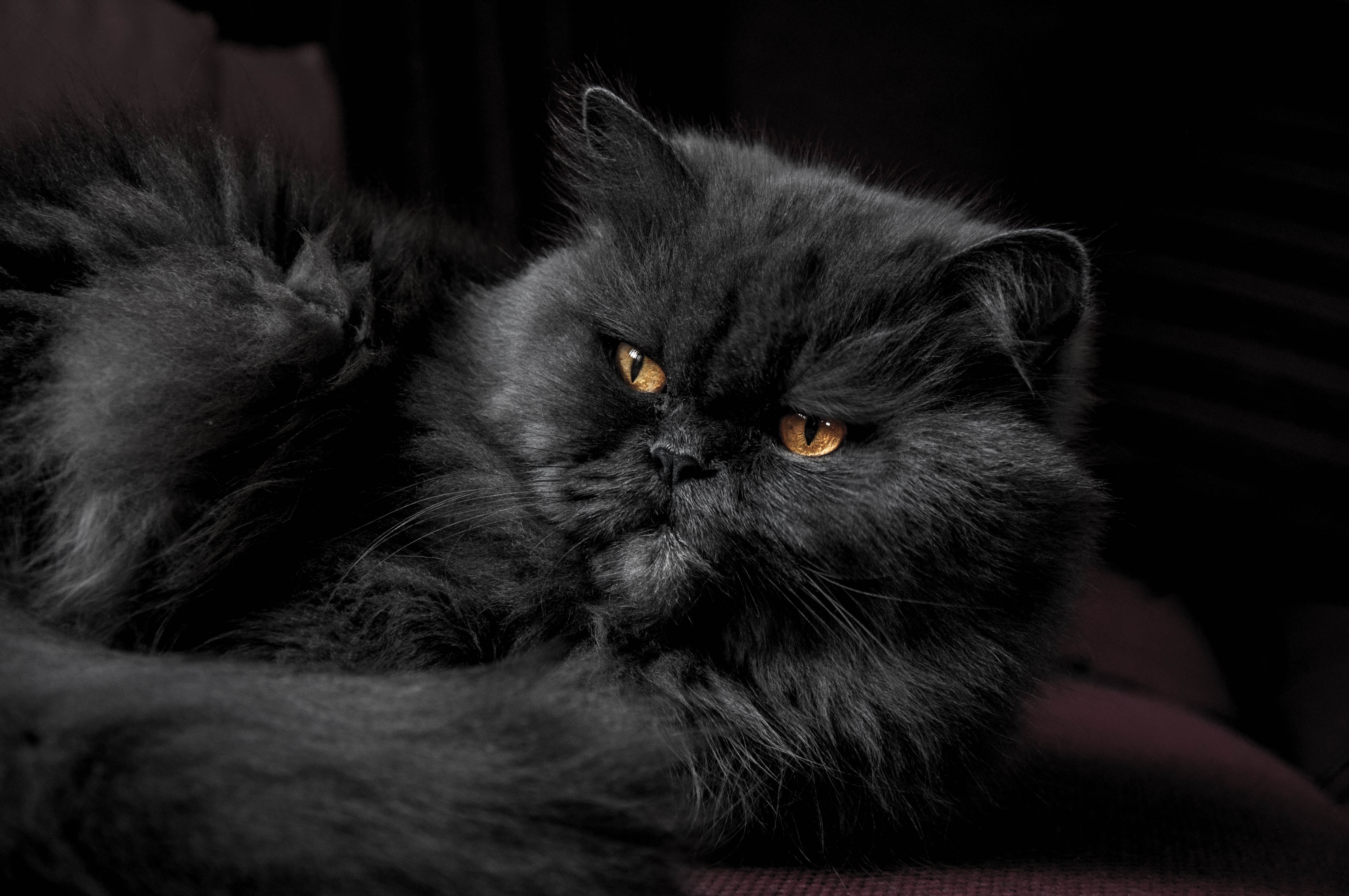 Persian cat age fashion expectancy