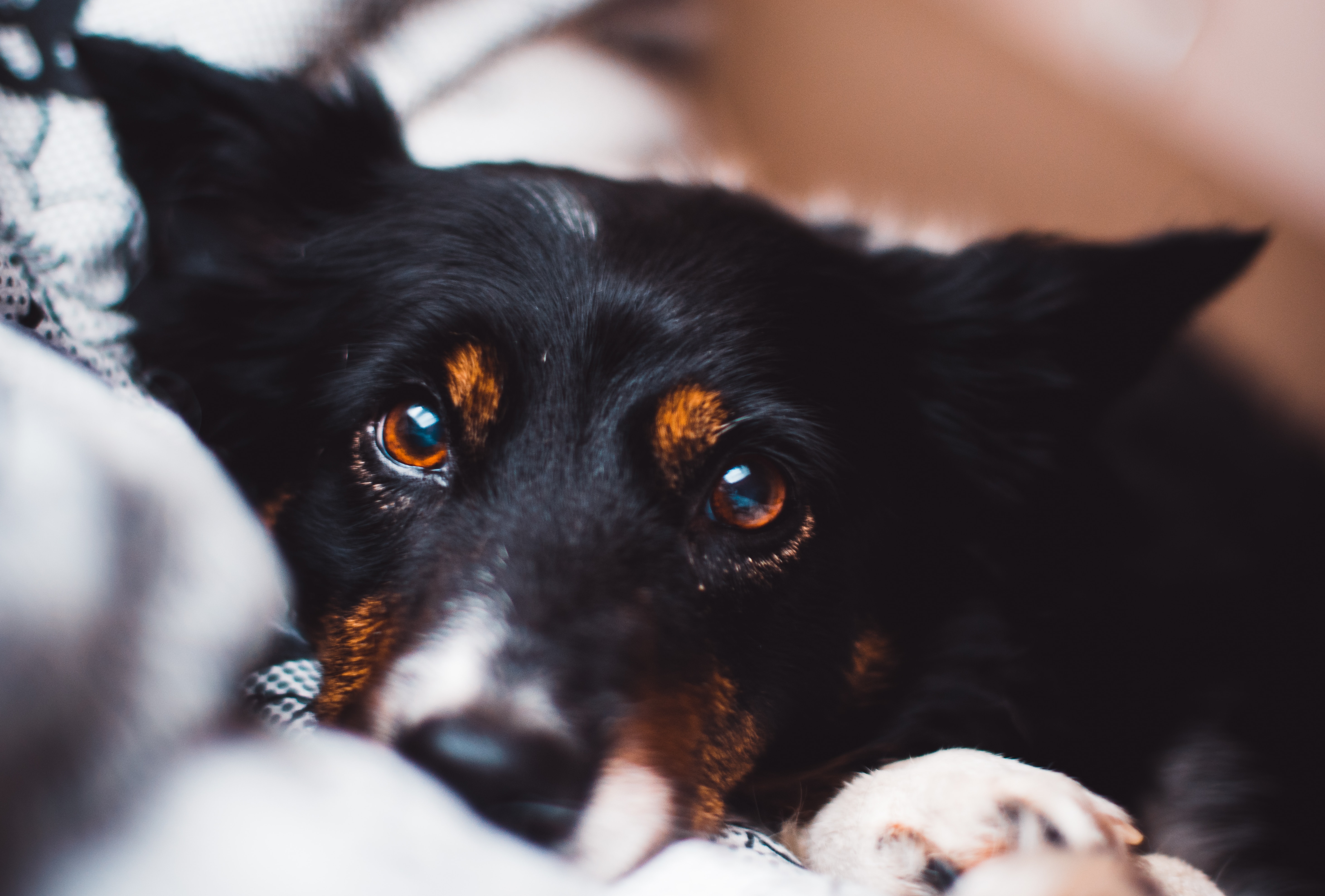 Exploring the Color Perception of Canines: What Colors Can Dogs See?
