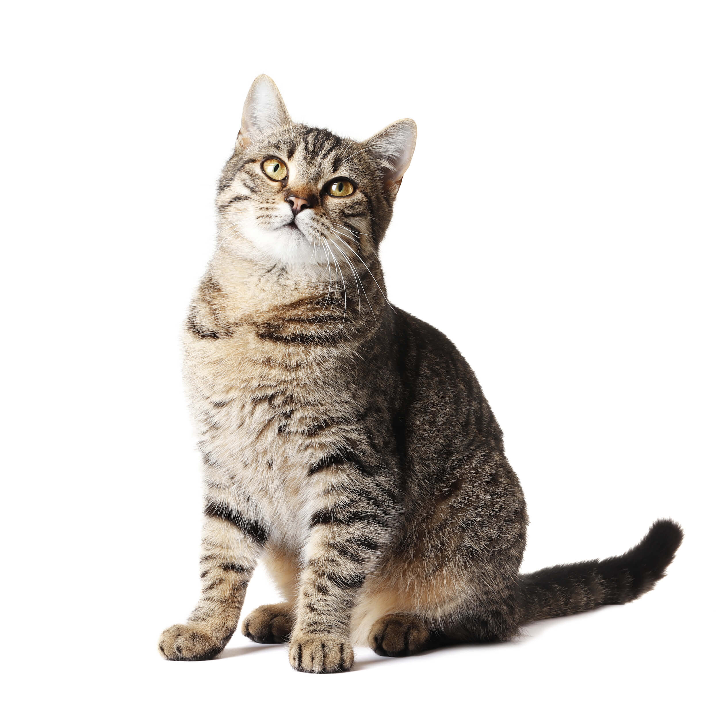 Pawsitively Purrfect: Discovering Quirky Cat Breeds That Steal Hearts