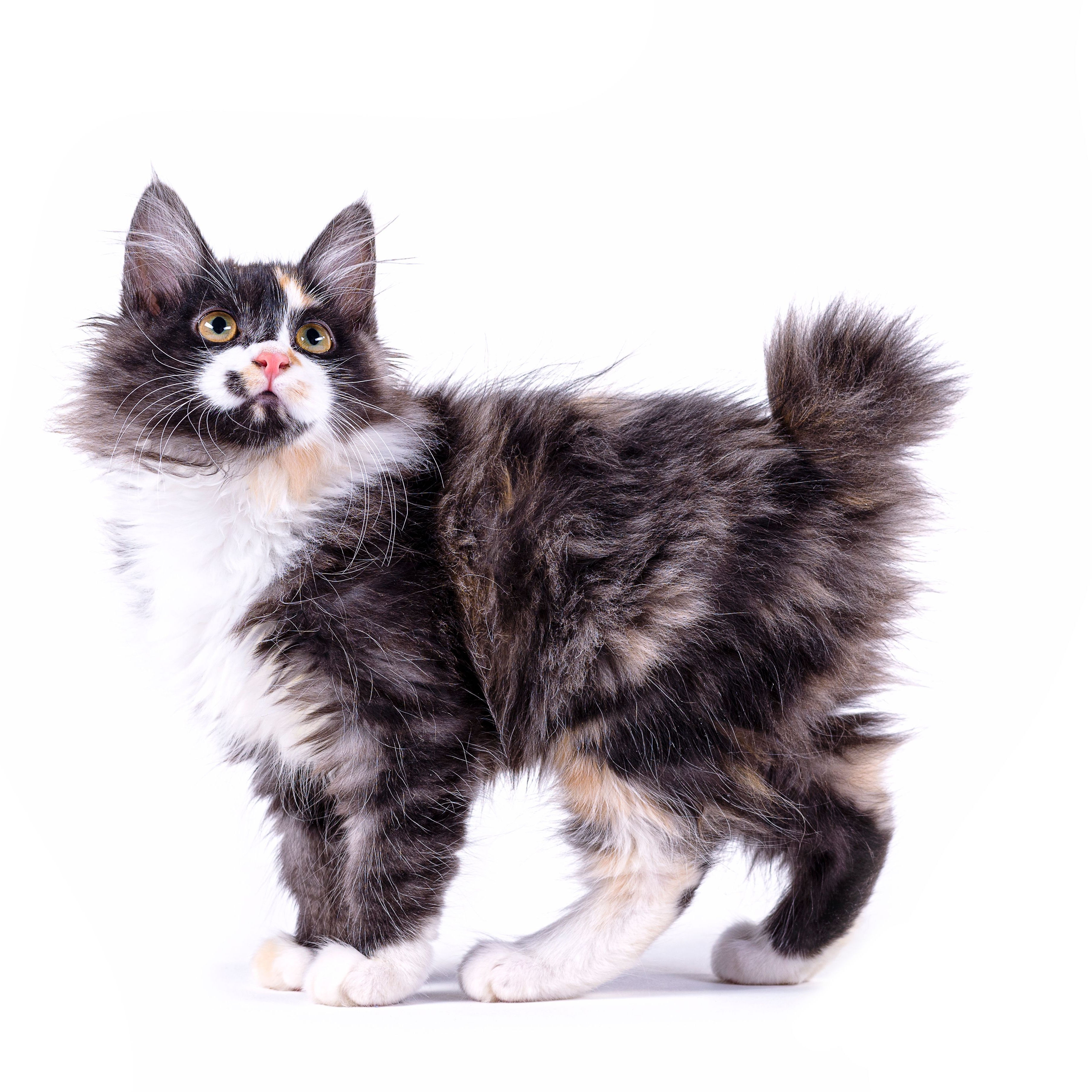 American Bobtail Breed Information | American Bobtail Characteristics