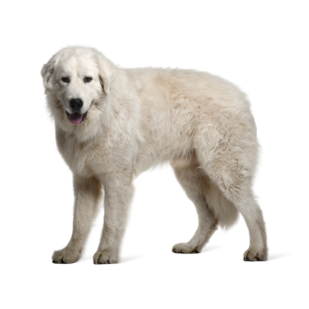 Maremma sheepdog shops temperament alert