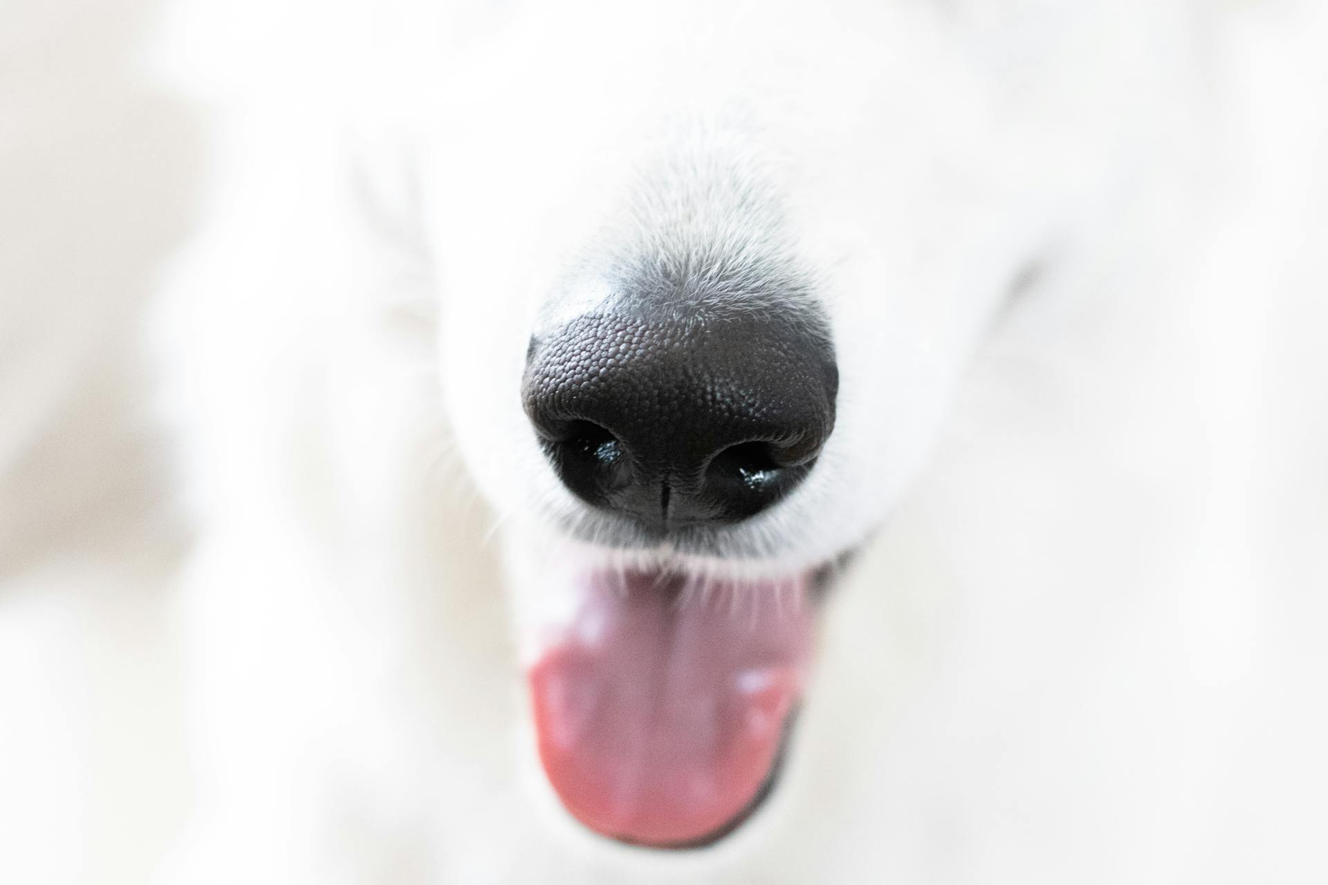 How to Care for a Dog’s Nose Tips for Keeping Your Pup’s Nose Healthy