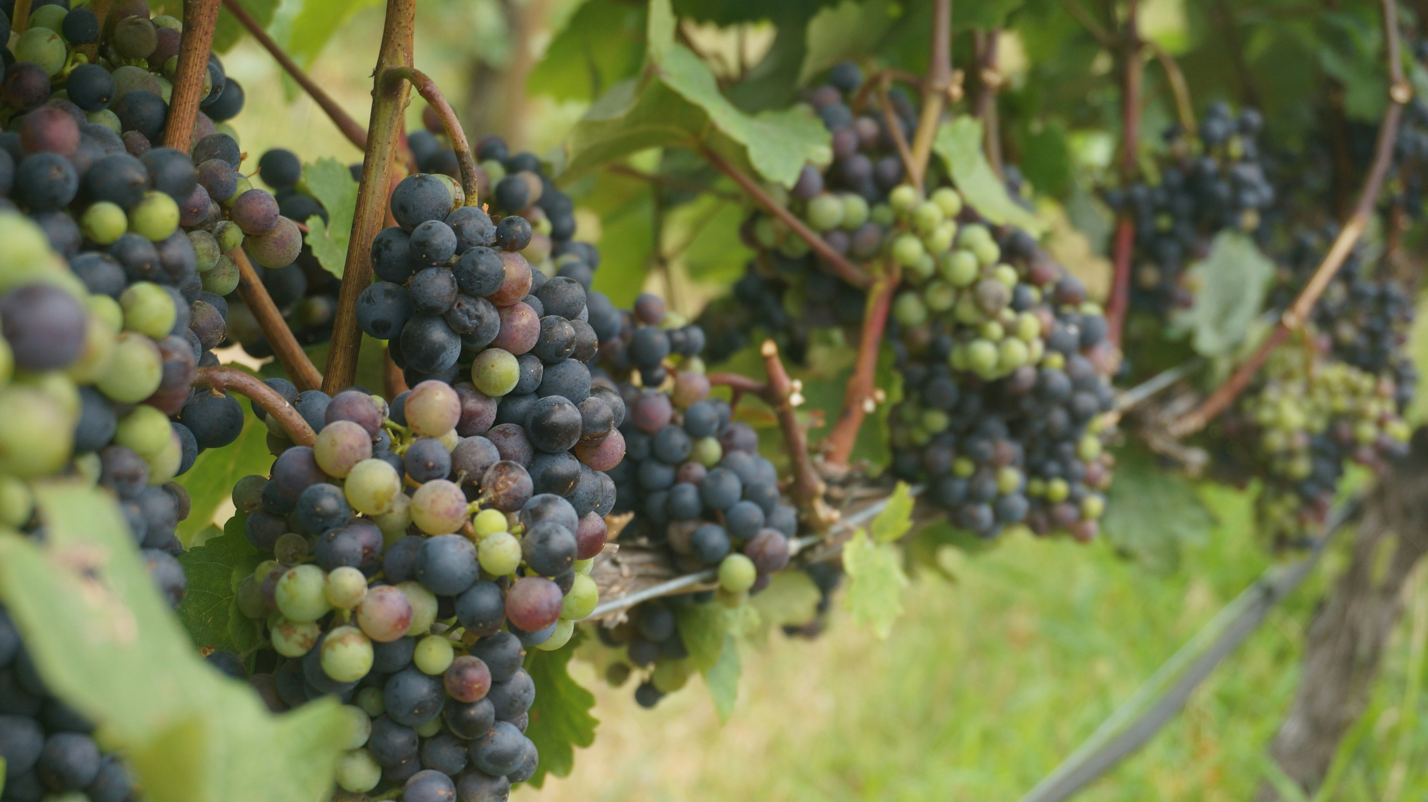 Curated visual reference: Fresh Look at Can Dogs Eat Grapes Why Even One Grape Can Be