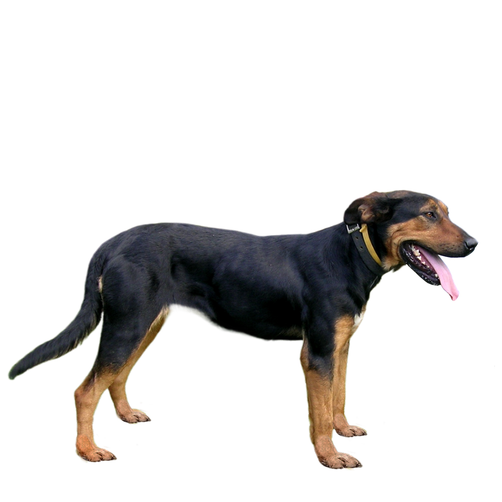 Huntaway Breed Information Insights Basepaws