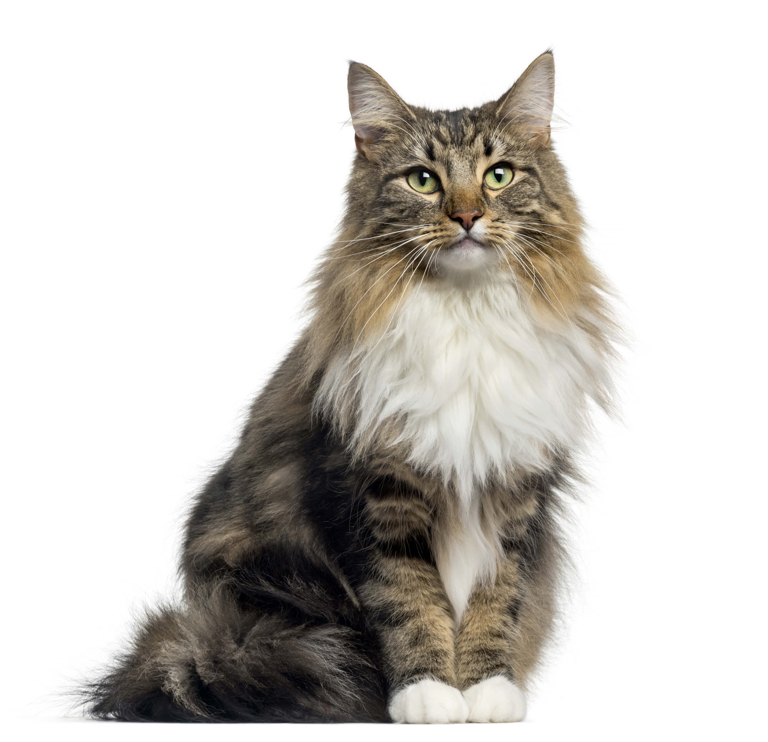 Different cat breeds shops images