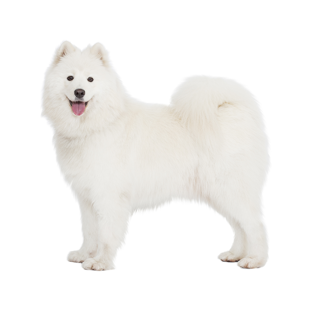 Shops samoyed fci