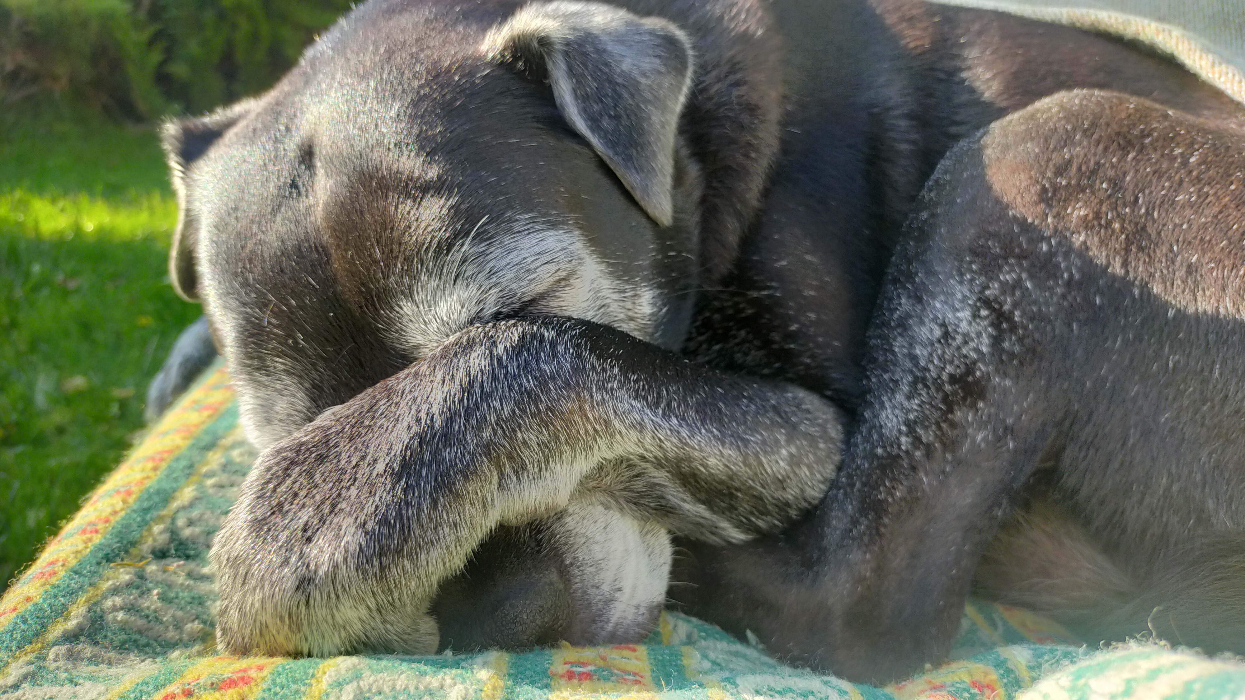 Cloudy Eyes in Dogs: Causes, Symptoms, and When to See a Vet