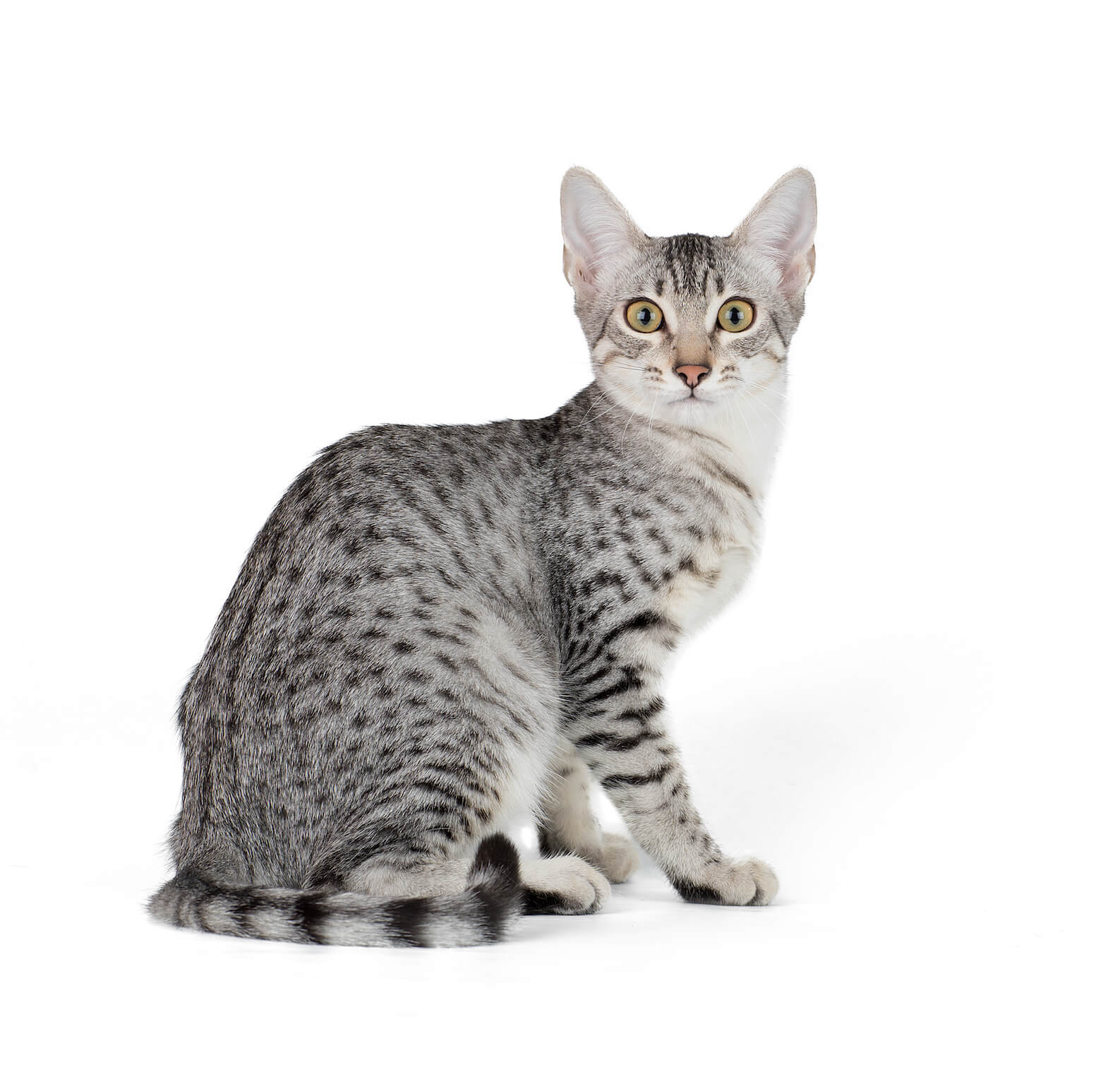 Egyptian Mau Breed Information | Egyptian Mau Characteristics, Grooming
