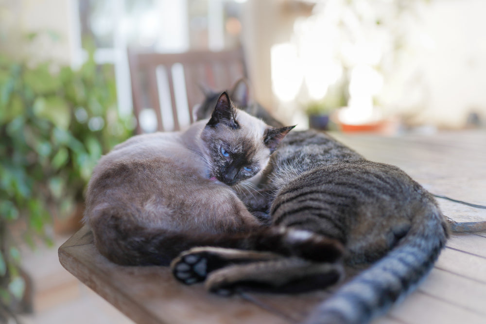 Siamese fashion tabby