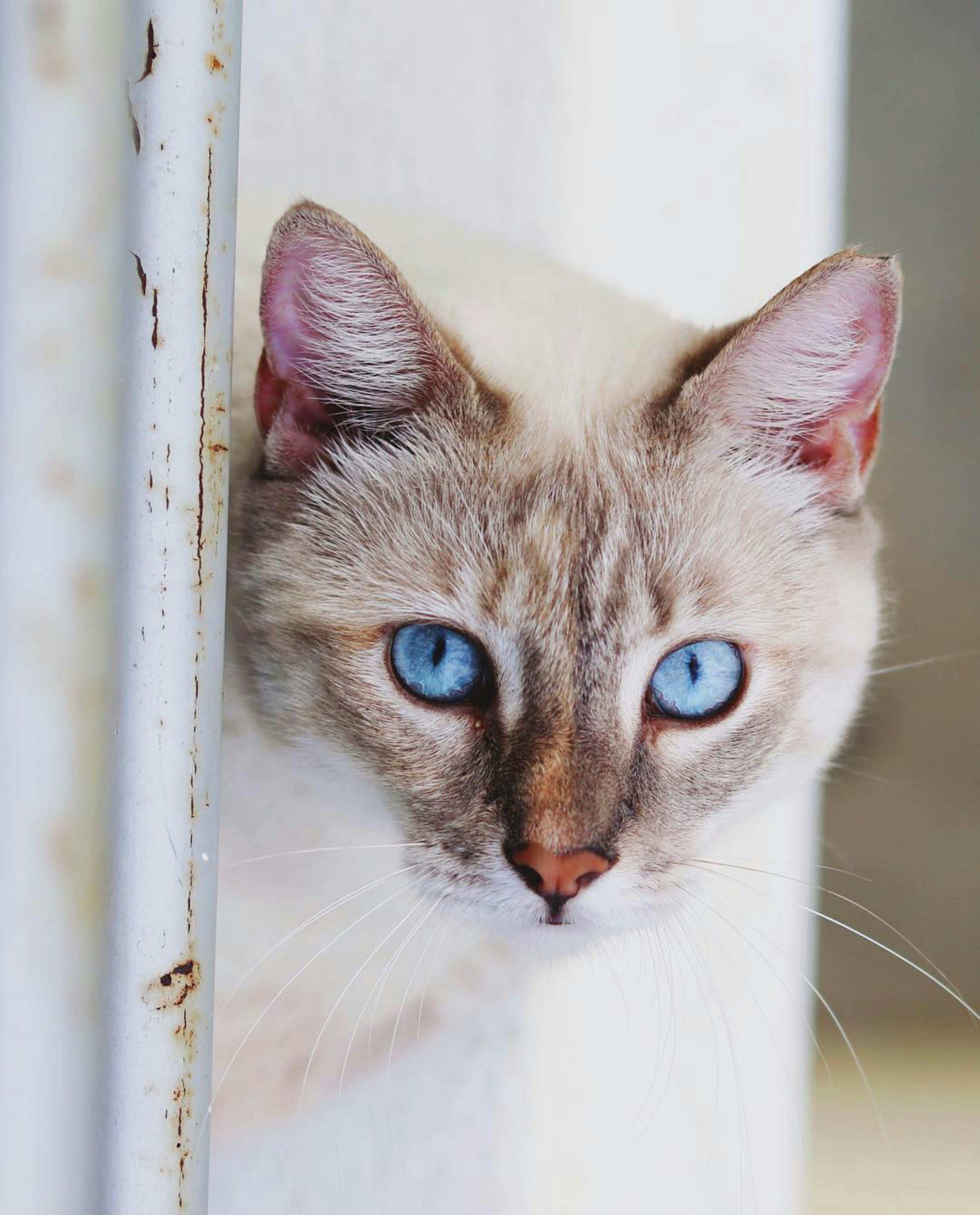 Quirky and Unique Cat Coat Colors: The Fascinating Genetics Behind Rare ...