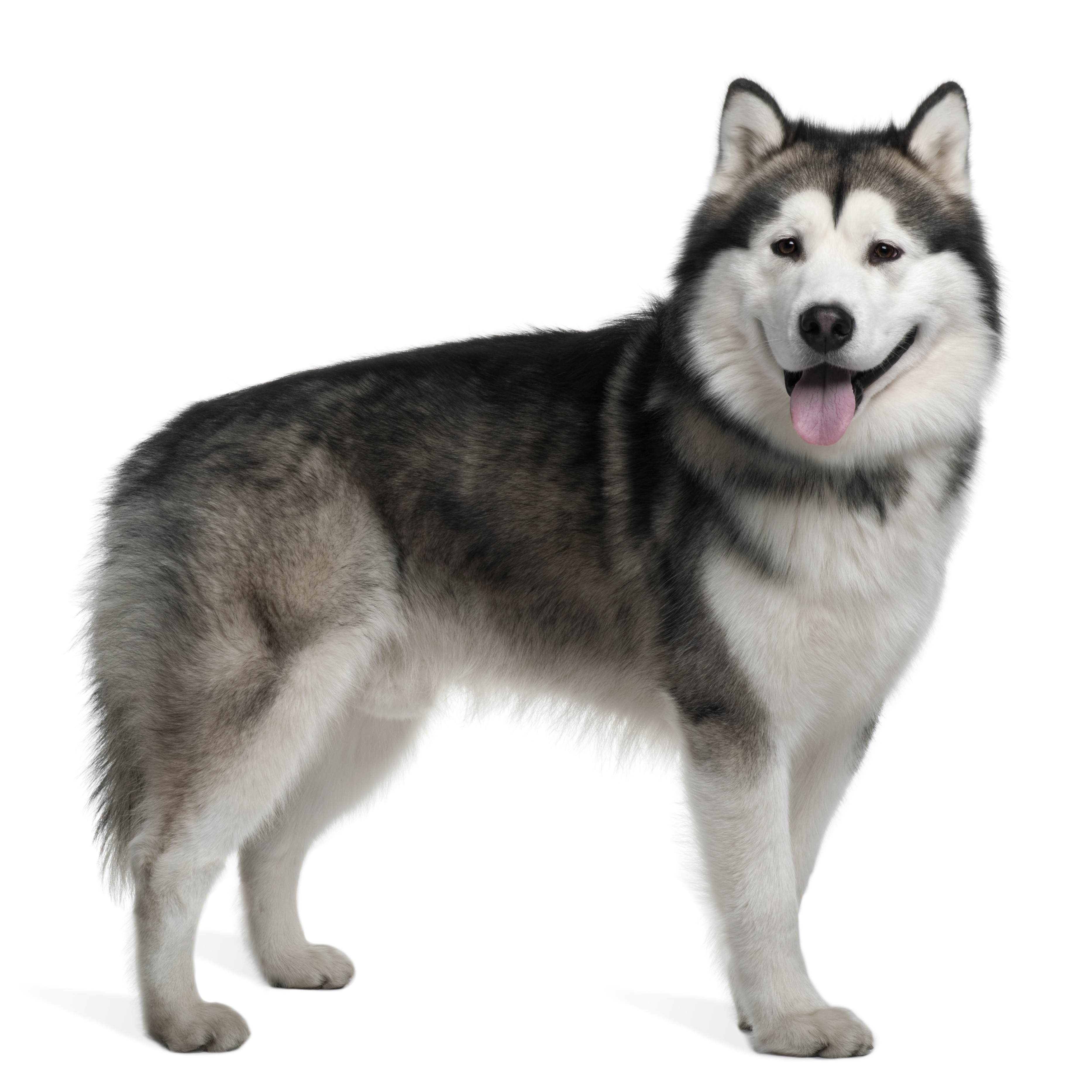 Alaskan Malamute Breed Information \u0026 Insights | Basepaws, image size:3733x3733