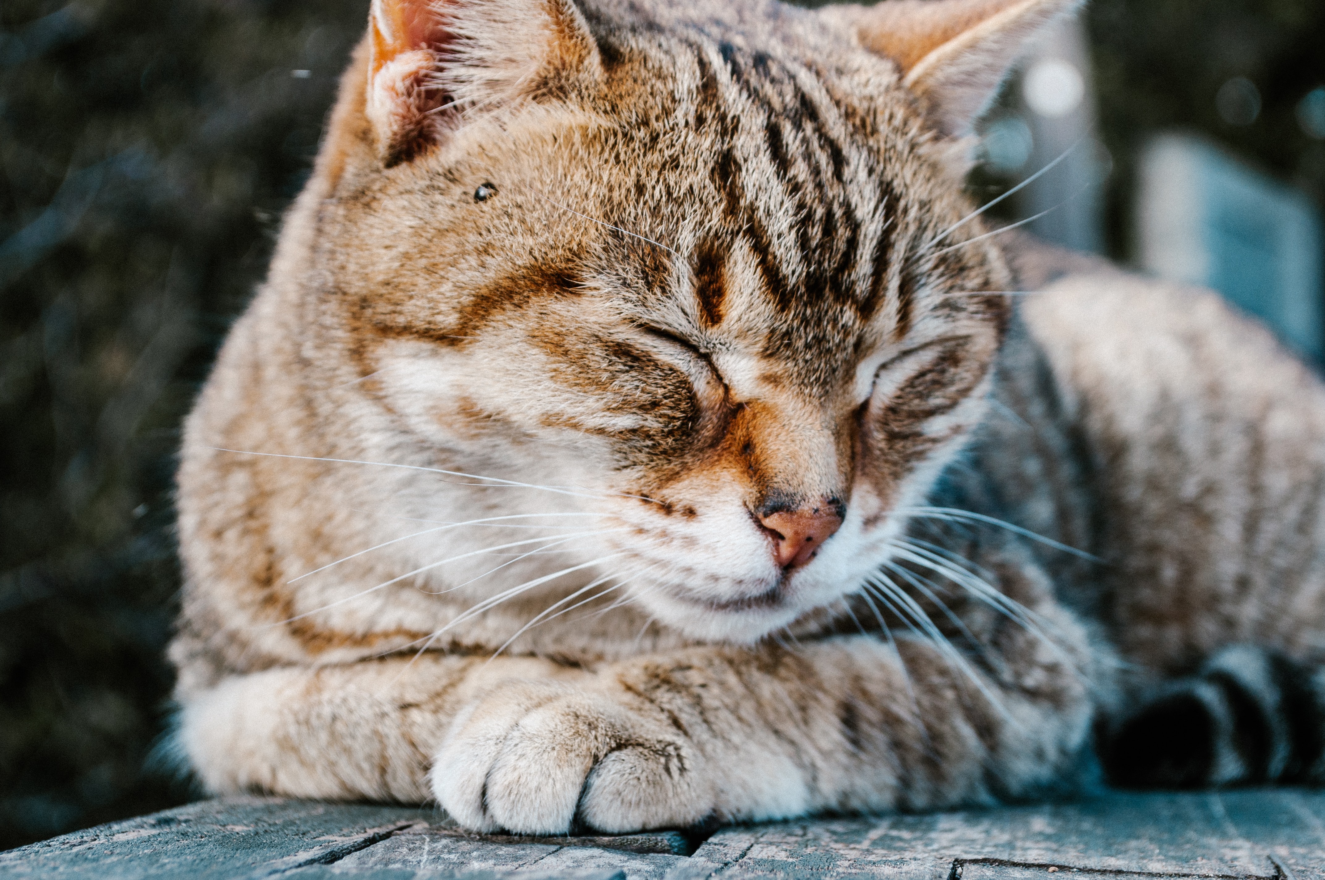 Sriped Pattern Cat Striking Striped Cat Names: 🐾 25 Unique Ideas for Your Feline Friend