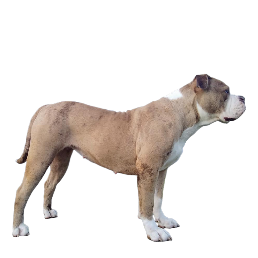 Crk Alapaha Blue Blood Puppies Blue Blood Bulldog Pictures Breeder
