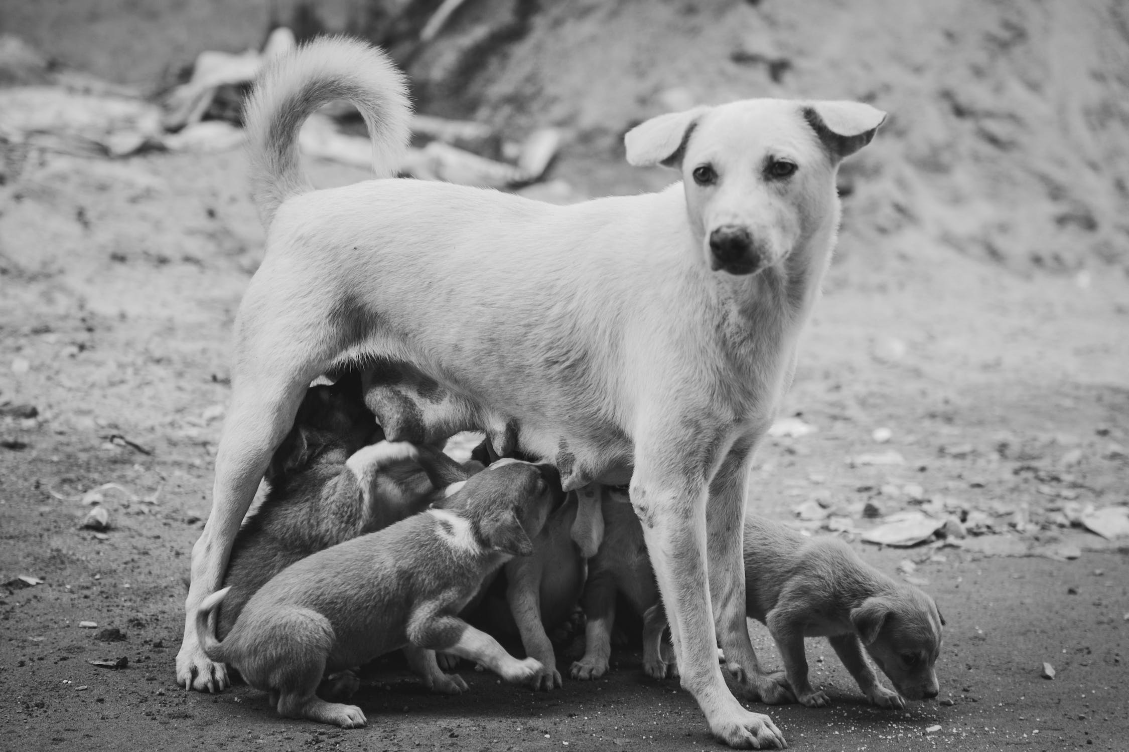 How Many Puppies Does a Labrador Have  