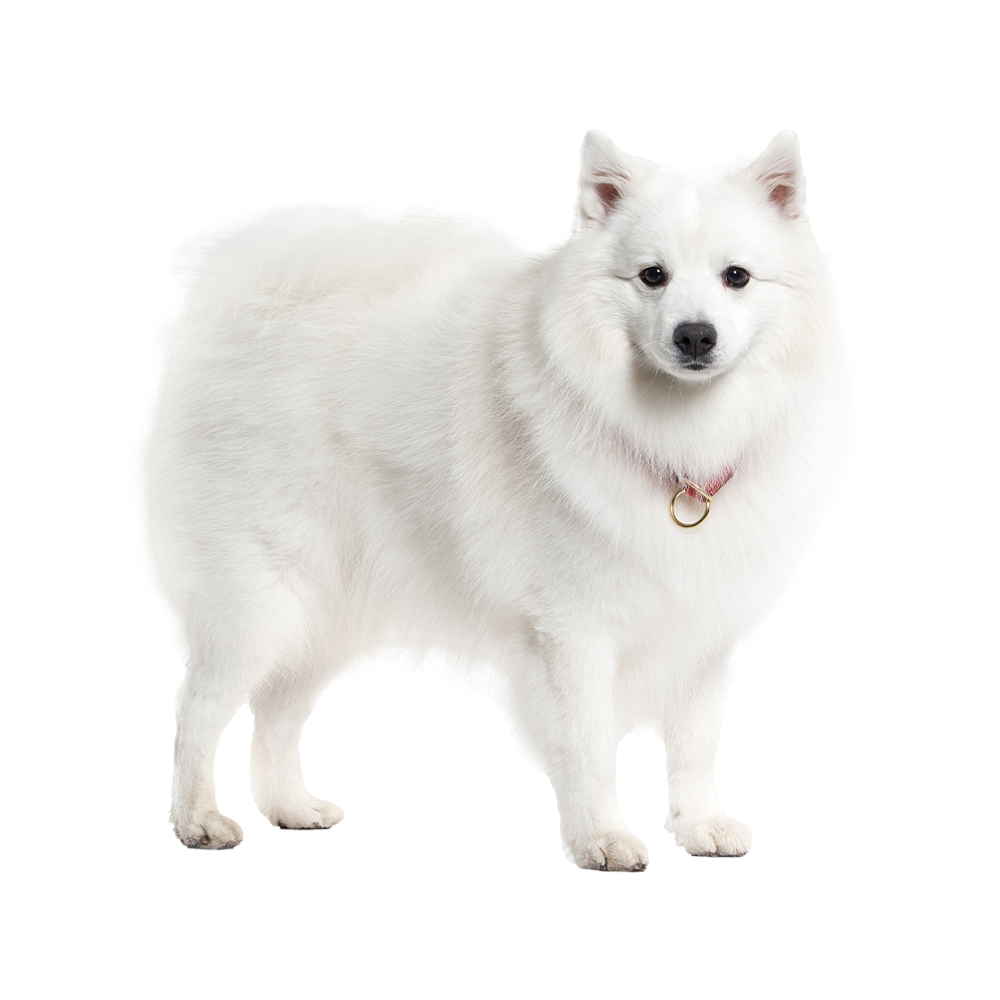 Japanese Spitz Weight Male