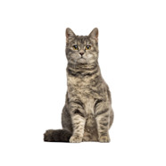 European Shorthair Cat Catching Anamals European Shorthair Cat Catching Anamals