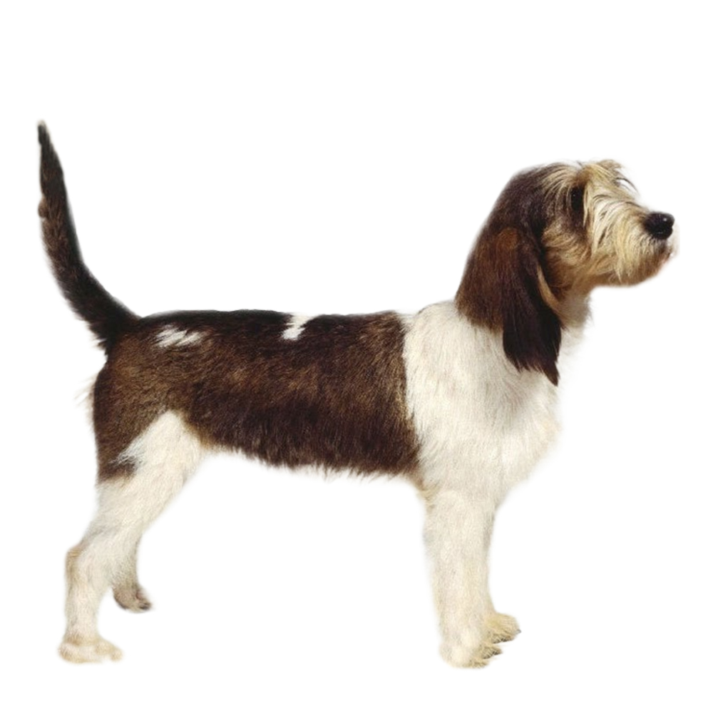 Basset hound griffon vendeen fashion