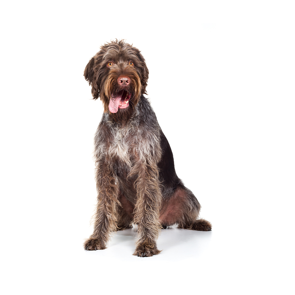 German Wirehaired Pointer Breed Information Insights Basepaws