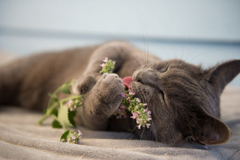 Are Snake Plants Toxic to Cats?